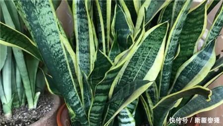 净化|家里养这4种植物,旺财镇宅,净化空气又好看,养一盆特别值