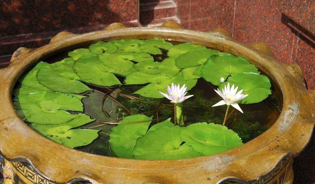 这6种花适合小盆养,用小盆,少管它,反而越长越旺,花开爆盆