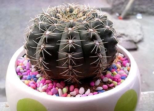 橘子皮养花有4个“坑”不能踩，方法不对没效果还伤花