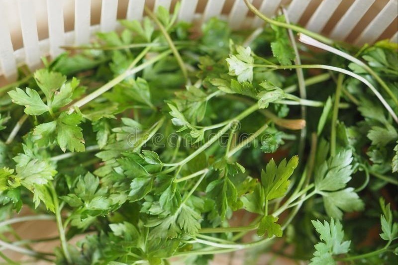 立秋|香菜吃不完,老农教你这样保存,放一年都不坏,颜色翠绿味道新鲜