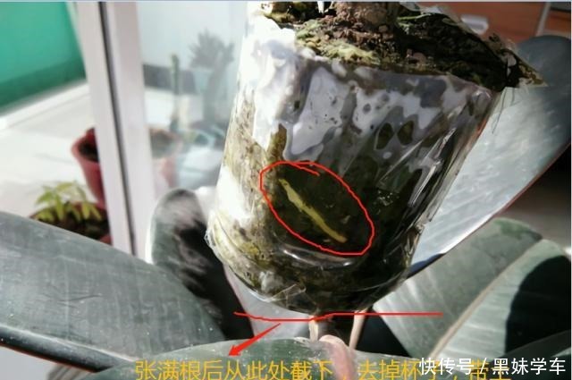 橡皮树打顶前,树皮割几刀,套个杯子,1月得到全新大苗!