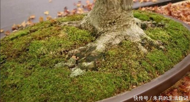 养盆景,怎样才能在盆面上长出青苔,增加观赏性!
