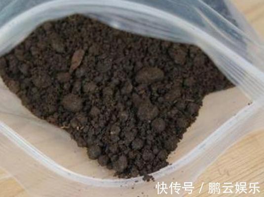 超哥|不管是啥“兰”，盆里灌点“酸水”，土壤松、根系壮，盆盆爆花