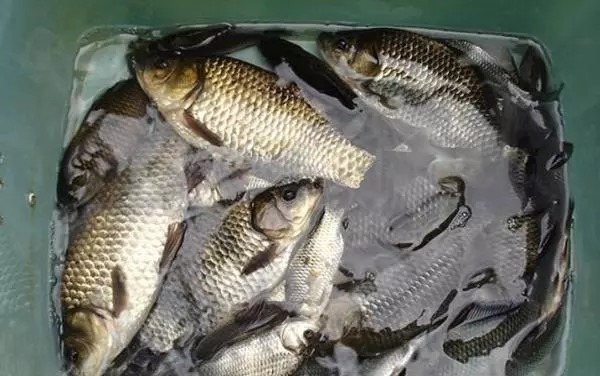 这饵,我隔三差五就想用,方法简单又好用,钓上的鲫鱼都很大