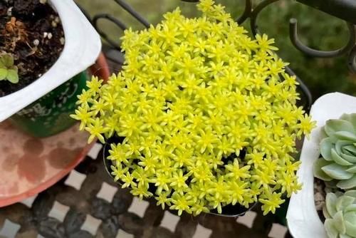 不知道养啥多肉植物？分享5种常见的多肉植物，让人爱不释手