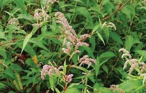 如今|水田里比辣椒更“辣”的野草,是天然的酒曲,如今城里30元一斤