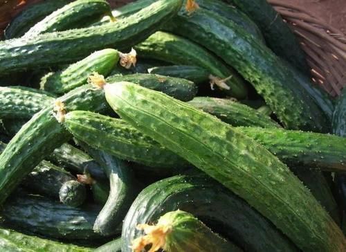 买黄瓜时,直的好还是弯的好?教你3个小技巧,黄瓜鲜嫩又好吃!