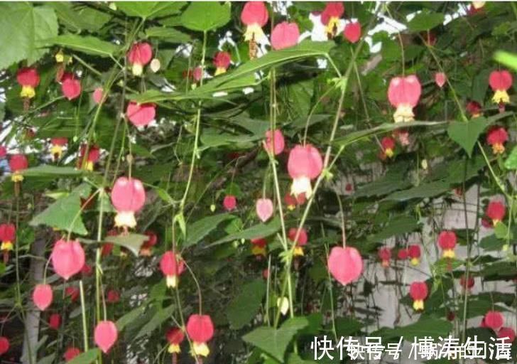 漂亮|此款花卉,花艳易爆盆,越热开花越旺,开成漂亮小花园!