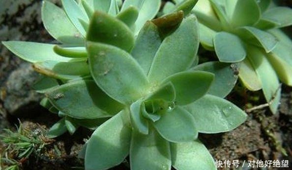 这种多肉植物, 在乡下的瓦房上疯长, 很多人见多但是叫不出名字！