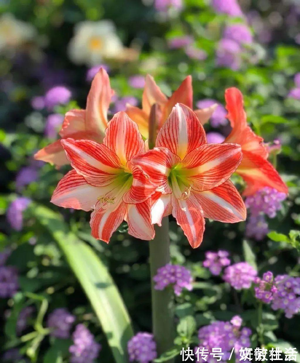 家里养盆朱顶红,开花个个比脸大,牛年养它“注定红”!