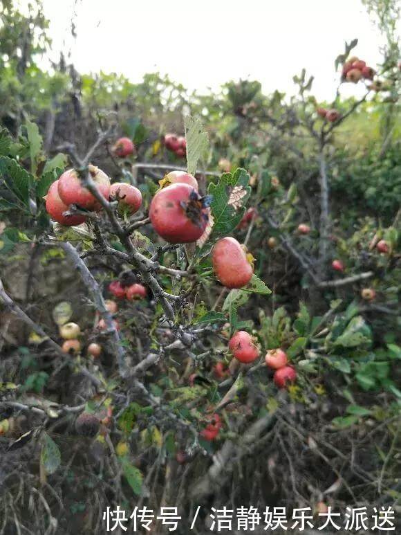 山楂|阳台养1棵山楂树,果子红艳艳,开胃又消食,是盆栽佳品!