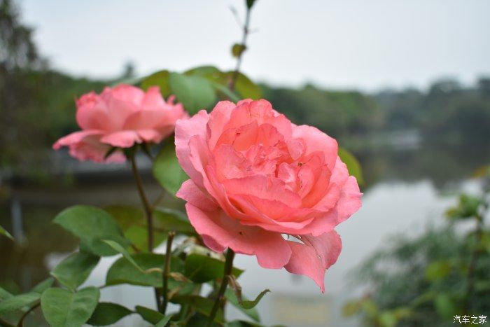 百花洲|六月花开畅游百花州