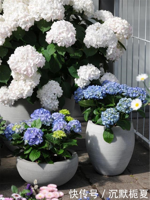 懂行的人冬天坚决不买三种花,哪怕很便宜,也不白花钱!