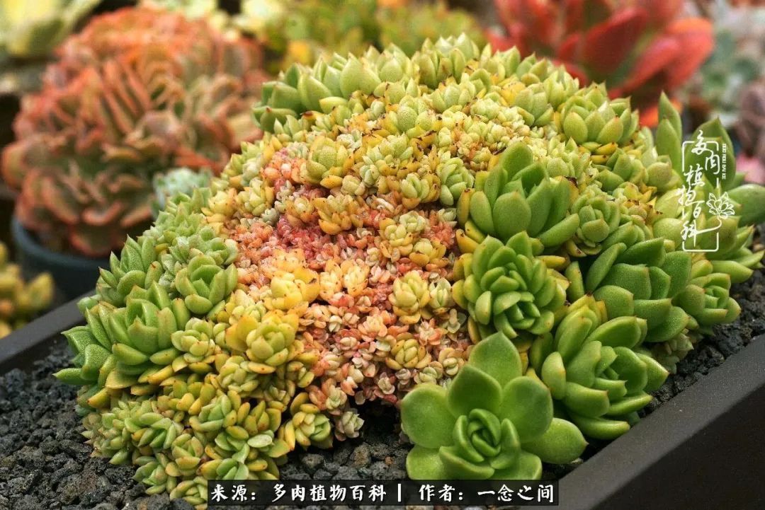 群友|群友聊多肉没有最二只有更二,爆笑百科二群的二货二事!