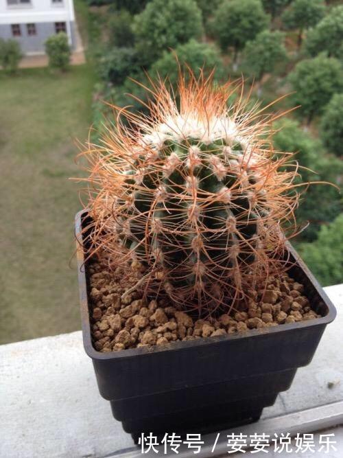 金琥|养仙人球，有“1点”别忽略，不烂根长得胖，长到脸盆大，还开花