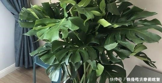 养花|什么残茶水、蚯蚓粪都不如它，往盆里埋10滴，叶子油亮开花旺！