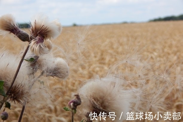 涟漪|6天后，手摘桃花，心泛涟漪，旧情回眸，心有温情，白首不离