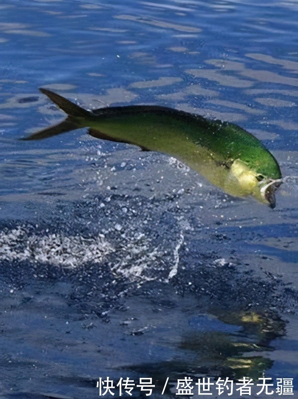 提竿上鱼时最容易出错的几点，上钩的鱼也会跑掉！——盛世三渔