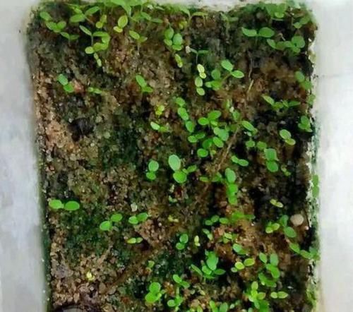 发芽|此2种果核扔盆里，10天发芽，2月长成盆栽，来年硕果累累