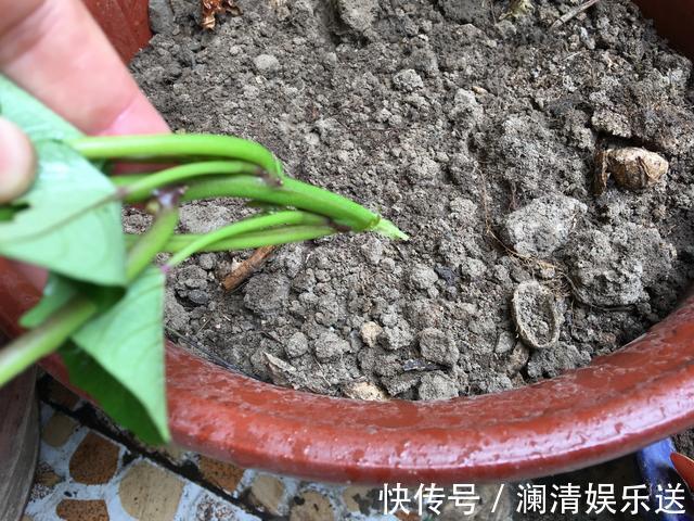 红薯地瓜|秋天剪下1根红薯藤，插盆土里，一个冬天吃不完，收获一茬又一茬