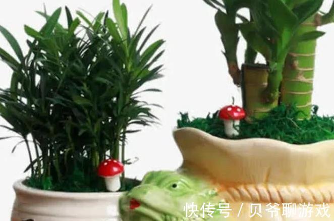 家里光照不足别犯愁,8种耐阴花好养又漂亮,养在家里真气派