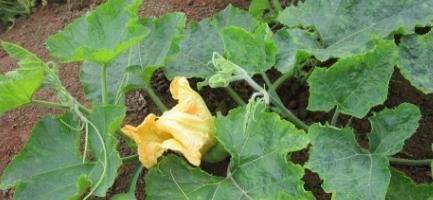 治疗|南瓜藤常被人们扔掉,其实是个宝,可以治疗高血压,老人多吃有益