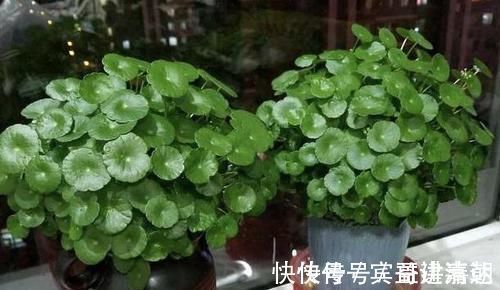 植物|养4种植物得会修剪，越舍得下狠手，植株就长得越旺开花越多
