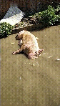 |搞笑GIF:怎么不知道这是啥,但勾起了我生命最初争斗的场景