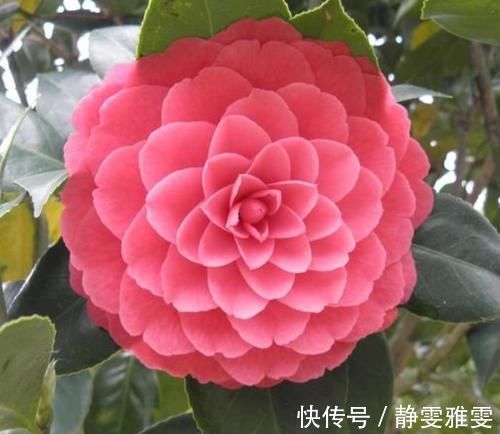 肥料|4种花很耐养，沾土就能活，一养就上瘾，抓紧养一盆