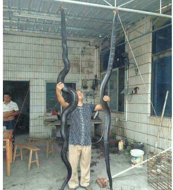 眼镜王蛇到底有多大多长? 为什么它会是毒蛇之王!太恐怖了