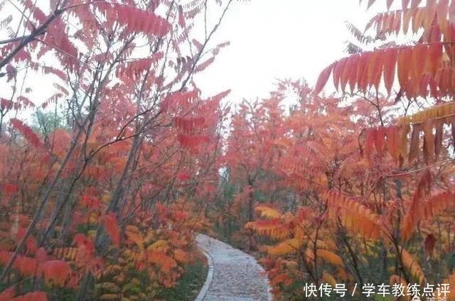 步行街|「本土」爱的季节