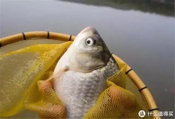 鱼种|小鸡饲料钓鱼时效果显著，合理选用是关键所在，掌握好了渔获不愁