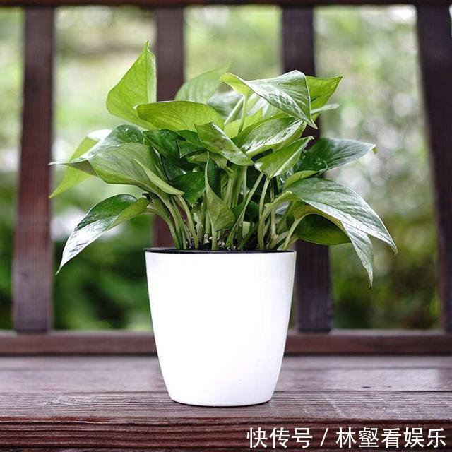 盆栽|绿萝好养生长又快,却不适合放卧室,影响睡眠质量要注意