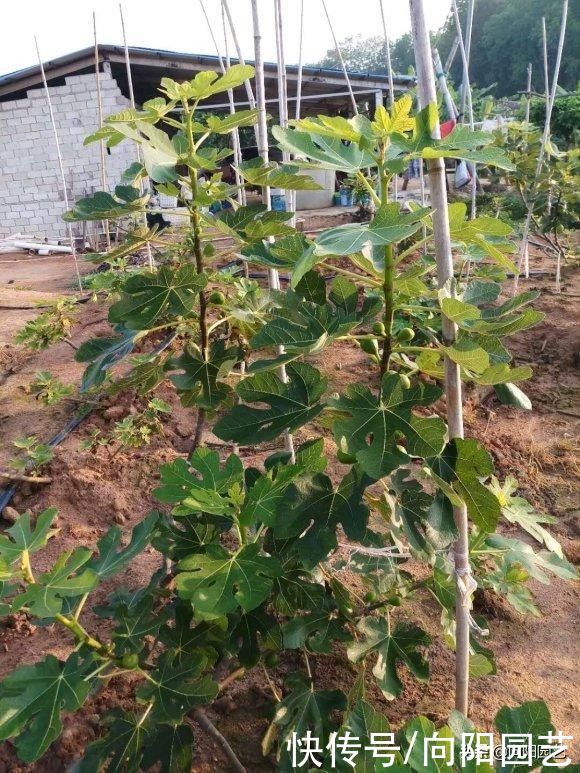 公园剪点无花果枝条，自己扦插，种到花盆里，夏天就能结果子