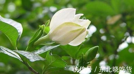 栀子花什么时候开,栀子花这样养一年开花两次,开的花又大又多