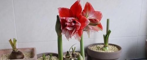 养4种植物得会修剪,越舍得下狠手,植株就长得越旺开花越多