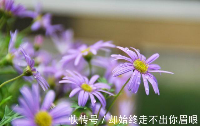 喜欢在家中养花,就来看看5种花卉,花期长,花朵高雅美丽,漂亮