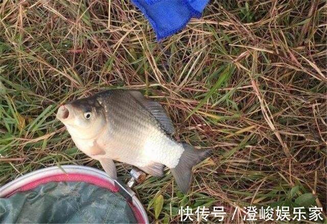 饵料|黄豆粉钓鲫鱼有奇效，再配上酒米做窝料，夏季钓鲫鱼的黄金搭档