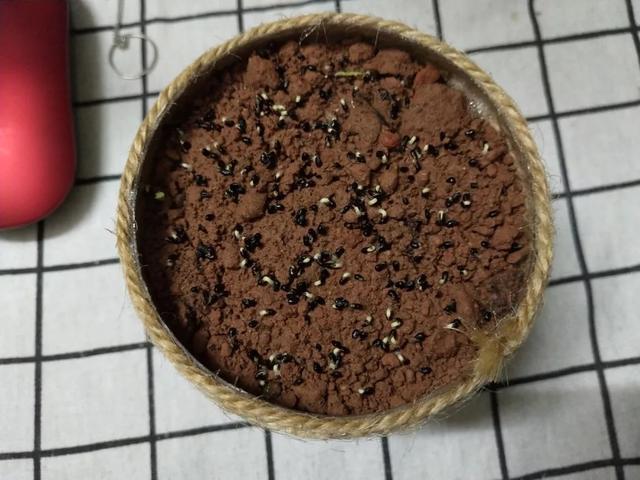 丢一把种子到水里，7天冒出小森林，越热越长个！绿植盆栽不用买