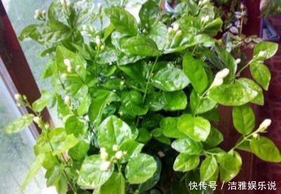 茉莉老枝|茉莉老枝“一剪没”，株型越来越美艳，除旧迎新变大“老桩”