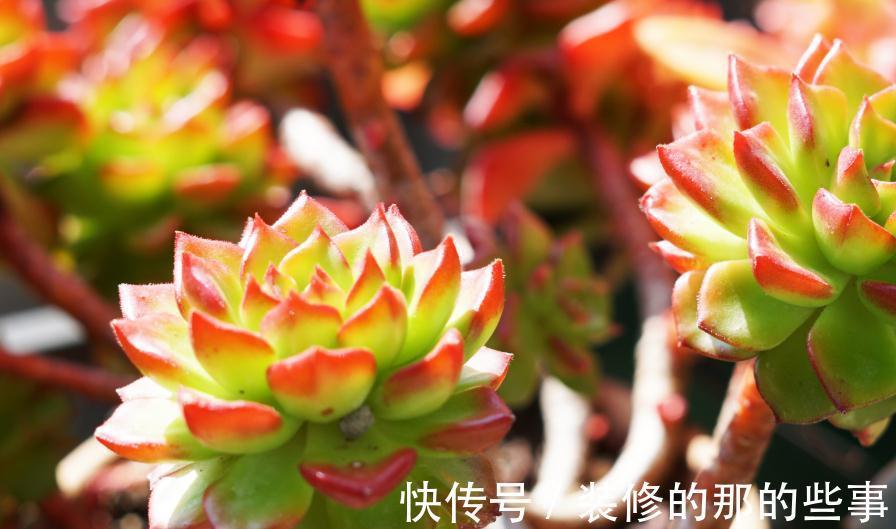 蒂亚|秋季,对于多肉来说是个多彩的季节,你了解嘛