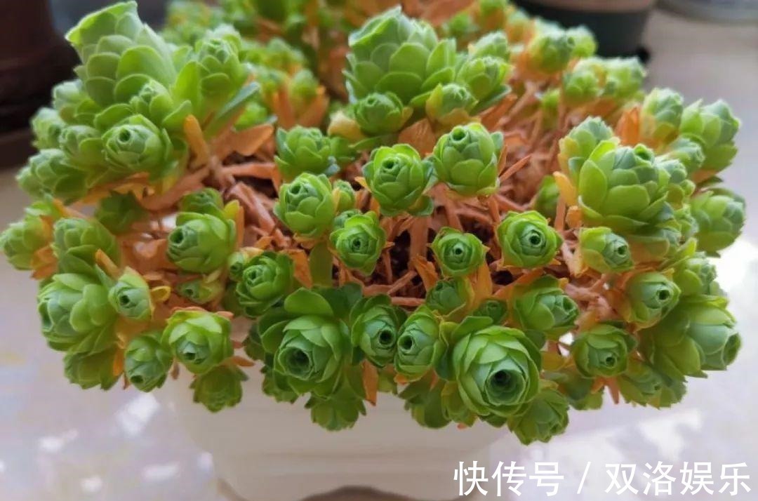 静夜|6种多肉太难养,赶紧留个种,省得每年都要重新买!