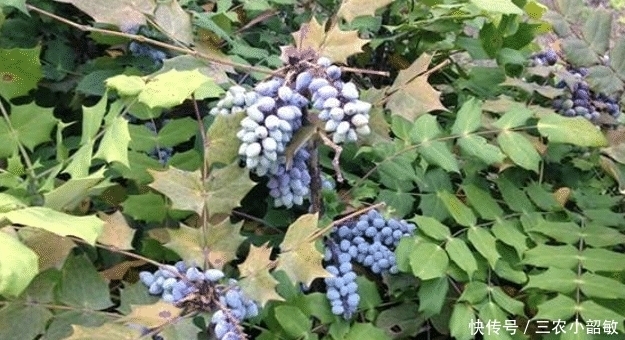 这种植物,鸟不停留,蛇见就跑,却是“跌打损伤”的妙手