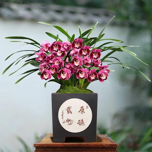 西洋杜鹃|十二生肖养什么植物最旺财,每种生肖各不同,看看你最适合养什么