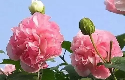 瑞香花|全国56市市花,太美了