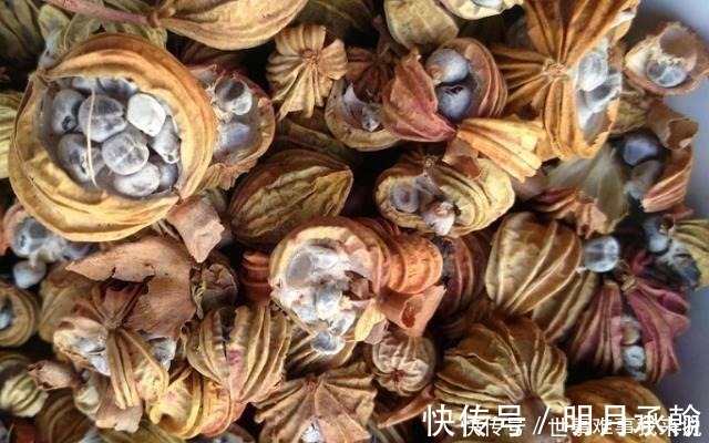 阳仔|炖肉时，不管是什么肉，加这2味料，肉越炖越烂、越炖越香！