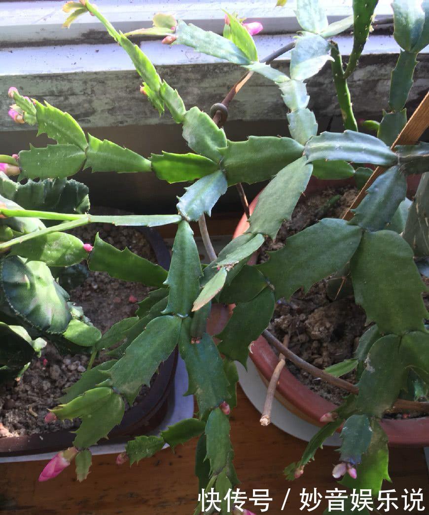 新叶|别让蟹爪兰开花了!想让叶子肥嘟嘟,长势好,现在就要这样养