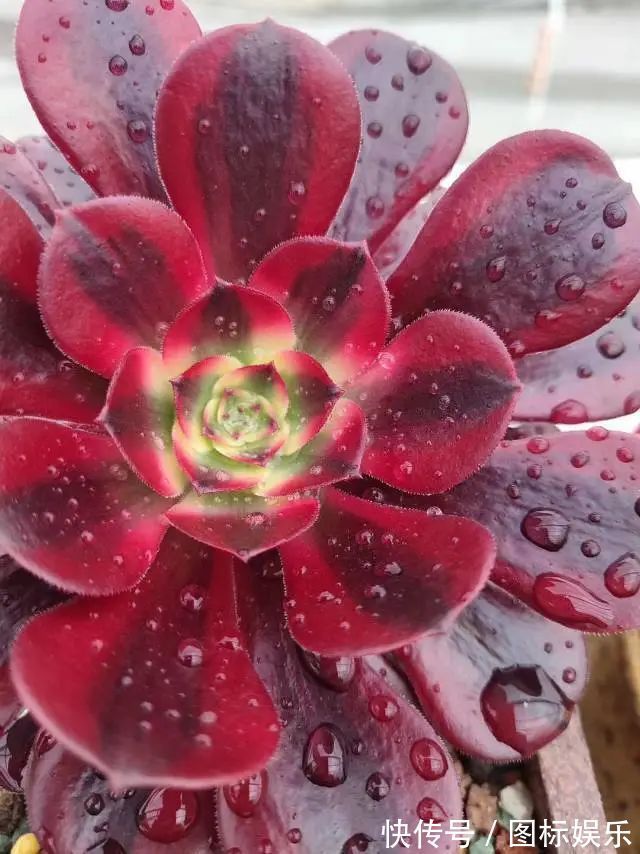 遇见,是一生!遇见多肉,是我的余生和全部!