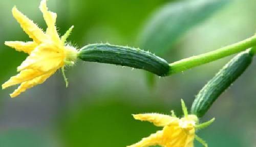 亚硝酸盐|错误的吃黄瓜，可能导致全家身体出毛病，4大禁忌现在知道还不晚