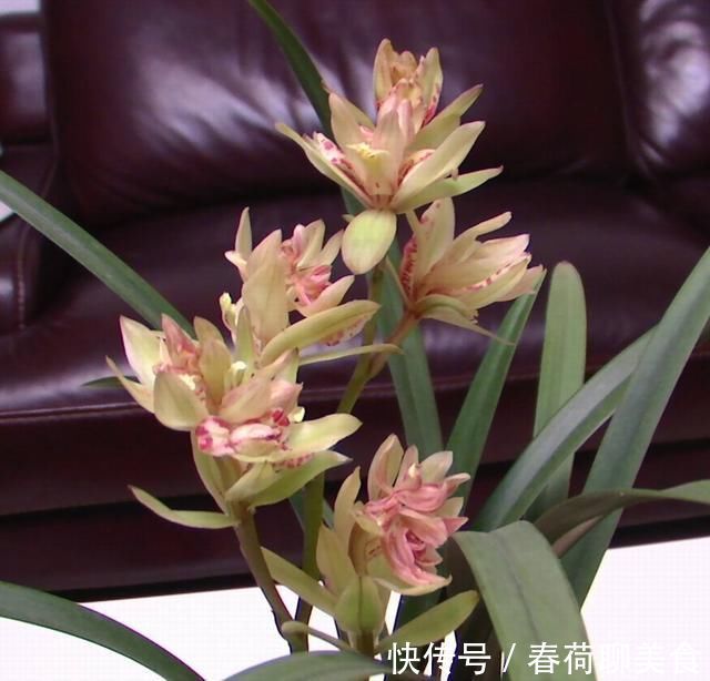 花肥|能开三季的兰花就是这种，开花优雅有香气，不娇气好养